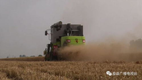 收获的季节 鹤壁田间小麦大丰收繁忙景象